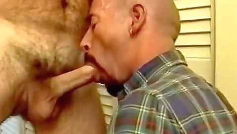 Hairy brunette gets her pussy rimmed by a big dick